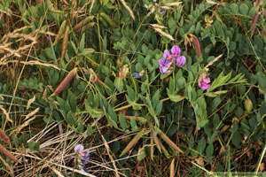 Strandvial,Lathyrus japonicus
